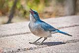 Mexican Jay On The Table_85224